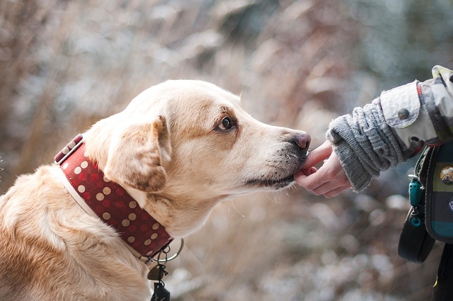 CBD Oils for Dogs