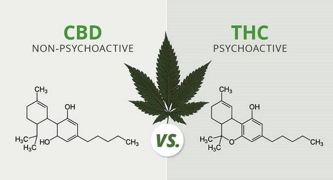 CBD Buyer's Guide