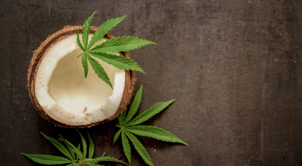 Best CBD Coconut Oils