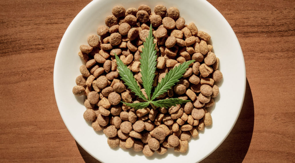 CBD for Cats
