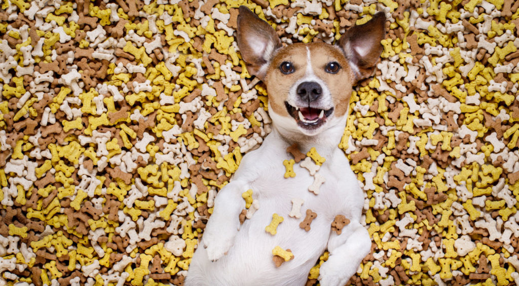 Best CBD Dog Treats