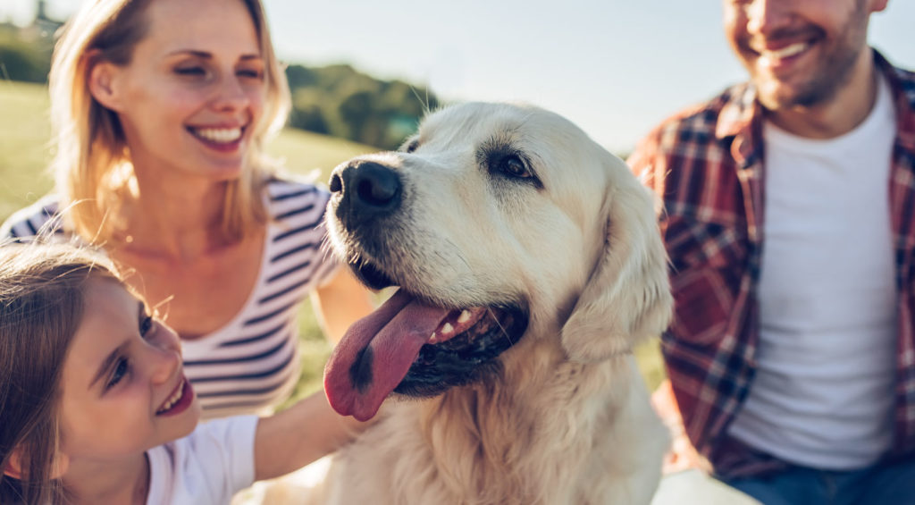 Best CBD Dog Biscuits