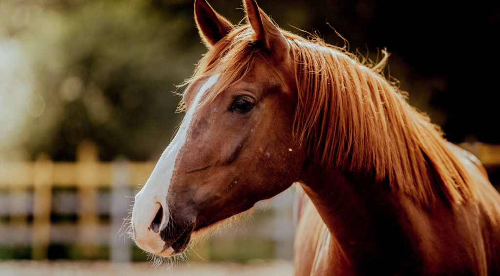 Best CBD for Horses