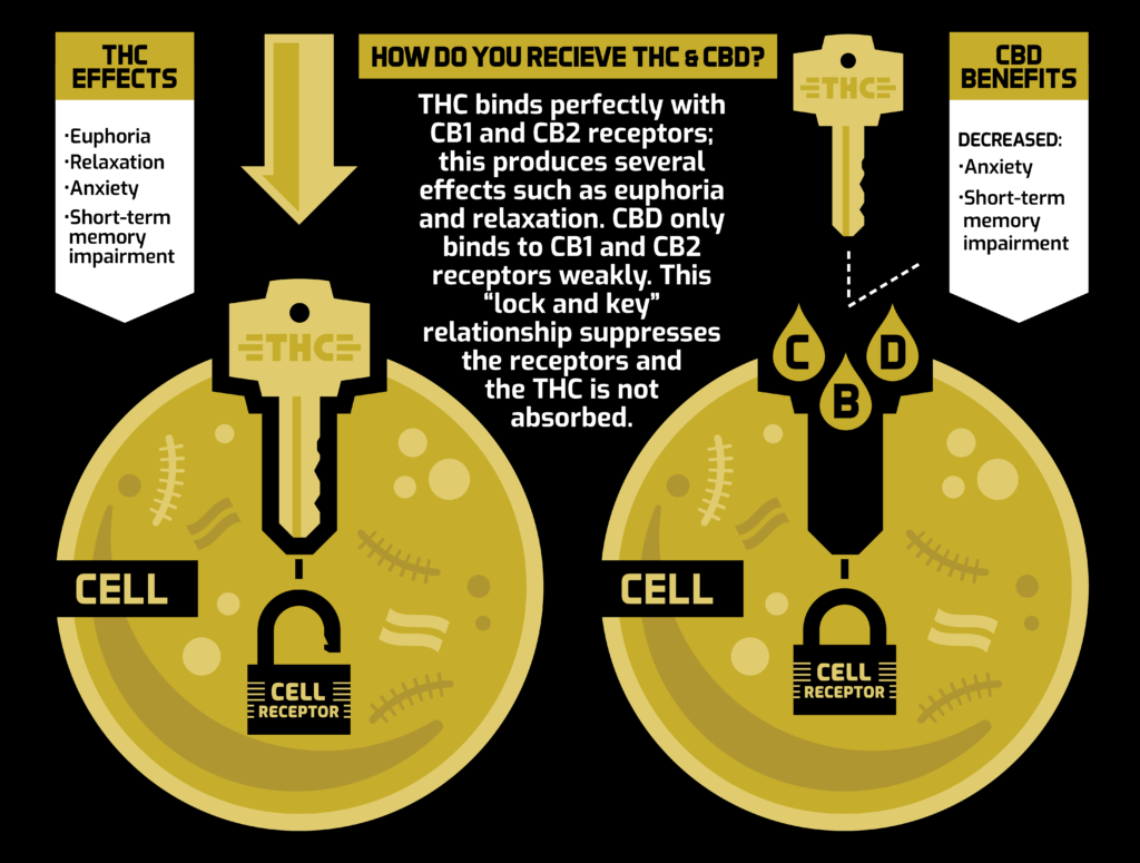 CBD vs. THC