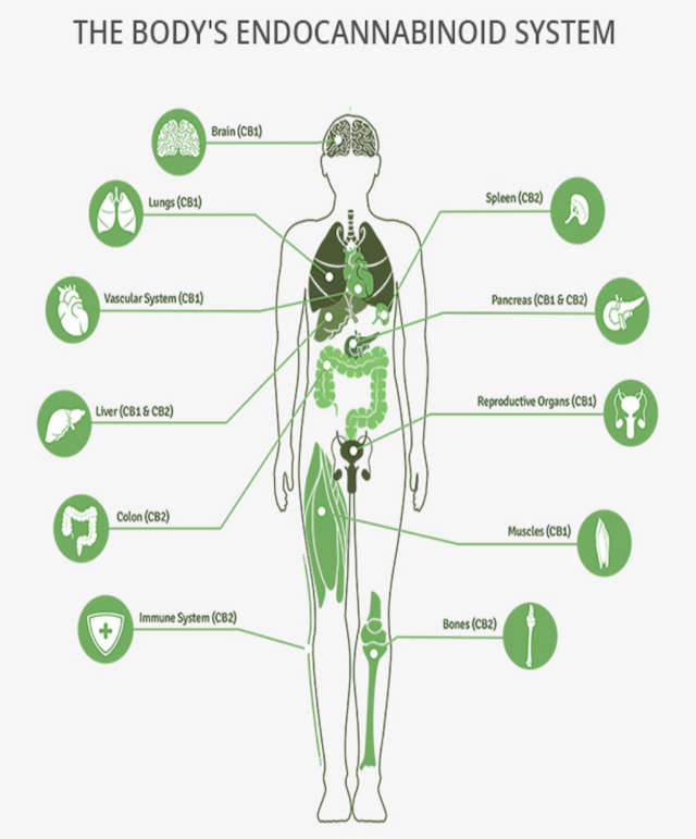 The Endocannabinoid System