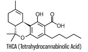 Tetrahydrocannabinolic Acid