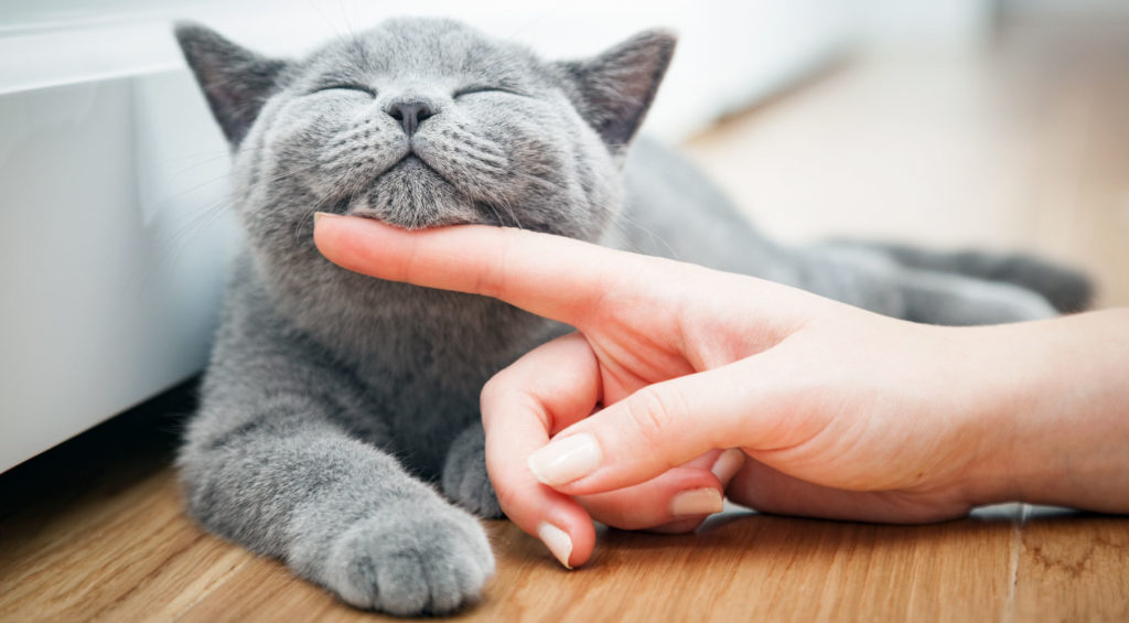 Best CBD for Cats