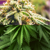 Hemp CBD VS Cannabis CBD - Image