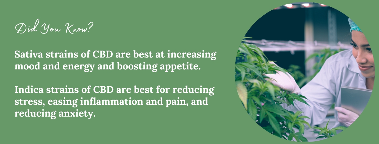 Sativa vs Indica Strains of CBD - fact