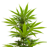 What is Sativa Strain - Image